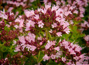 Oregano obecné, dobromysl 'Diabolo' - Origanum vulgare 'Diabolo'