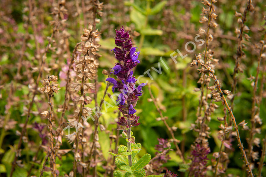 Šalvěj nádherná 'Edula Blue' - Salvia superba 'Edula Blue'
