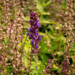 Šalvěj nádherná 'Edula Blue' - Salvia superba 'Edula Blue'