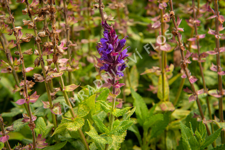 Šalvěj nádherná 'Edula Blue' - Salvia superba 'Edula Blue'