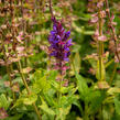 Šalvěj nádherná 'Edula Blue' - Salvia superba 'Edula Blue'