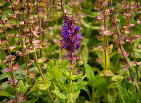 Šalvěj nádherná 'Edula Blue' - Salvia superba 'Edula Blue'