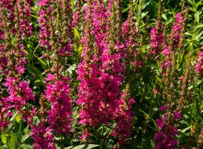 Kyprej vrbice 'Little Robert' - Lythrum salicaria 'Little Robert'