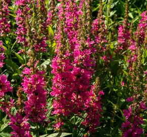 Kyprej vrbice 'Little Robert' - Lythrum salicaria 'Little Robert'