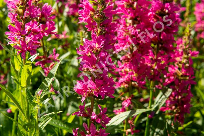 Kyprej vrbice 'Little Robert' - Lythrum salicaria 'Little Robert'