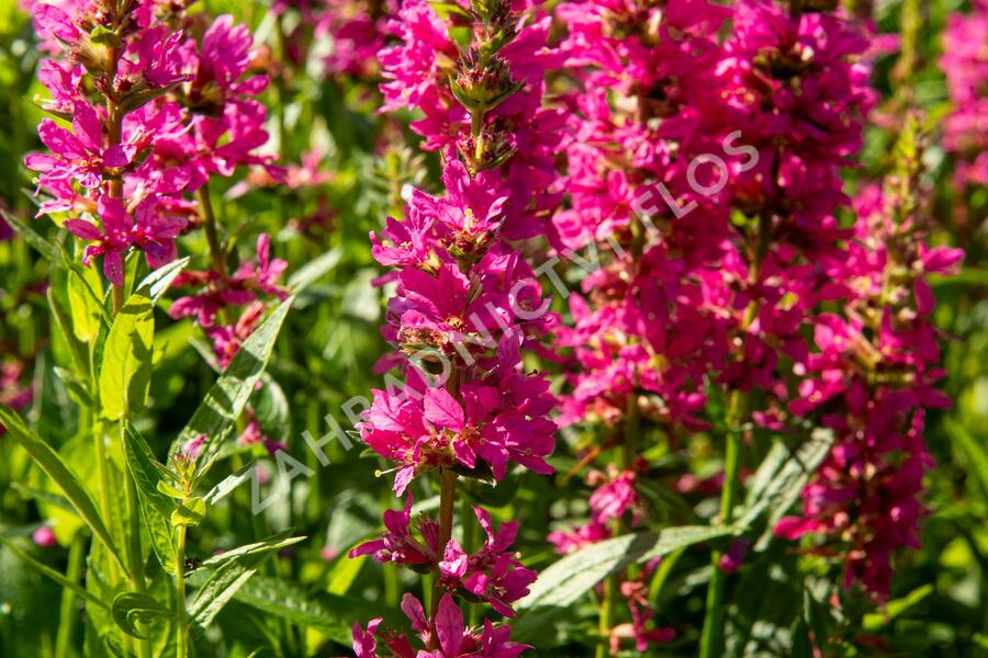 Kyprej vrbice 'Little Robert' - Lythrum salicaria 'Little Robert'