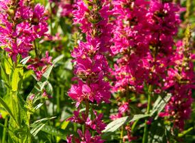 Kyprej vrbice 'Little Robert' - Lythrum salicaria 'Little Robert'