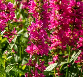 Kyprej vrbice 'Little Robert' - Lythrum salicaria 'Little Robert'