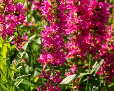 Kyprej vrbice 'Little Robert'