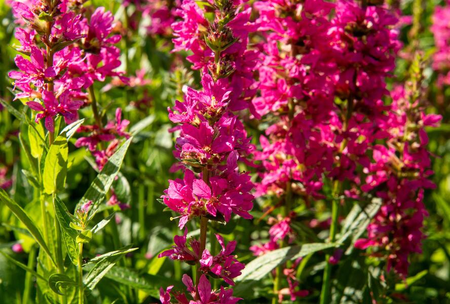 Kyprej vrbice 'Little Robert' - Lythrum salicaria 'Little Robert'