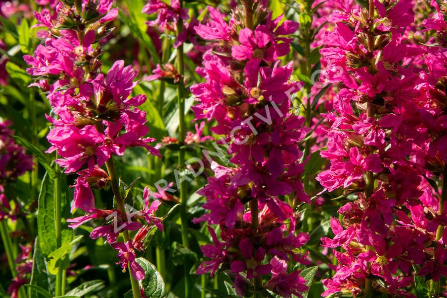 Kyprej vrbice 'Little Robert' - Lythrum salicaria 'Little Robert'