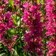 Kyprej vrbice 'Little Robert' - Lythrum salicaria 'Little Robert'