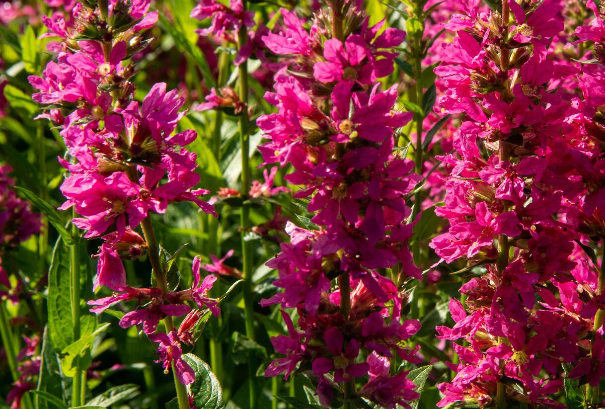 Kyprej vrbice 'Little Robert' - Lythrum salicaria 'Little Robert'