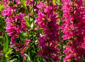 Kyprej vrbice 'Little Robert' - Lythrum salicaria 'Little Robert'