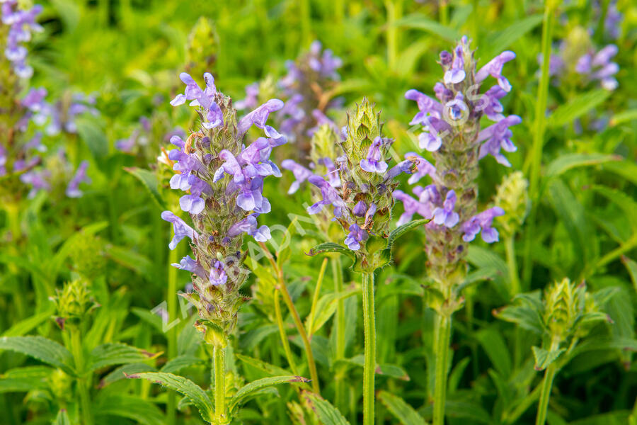 Šanta - Nepeta nervosa