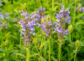 Šanta žilnatá - Nepeta nervosa