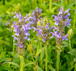 Šanta - Nepeta nervosa