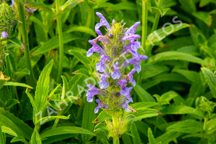 Šanta - Nepeta nervosa