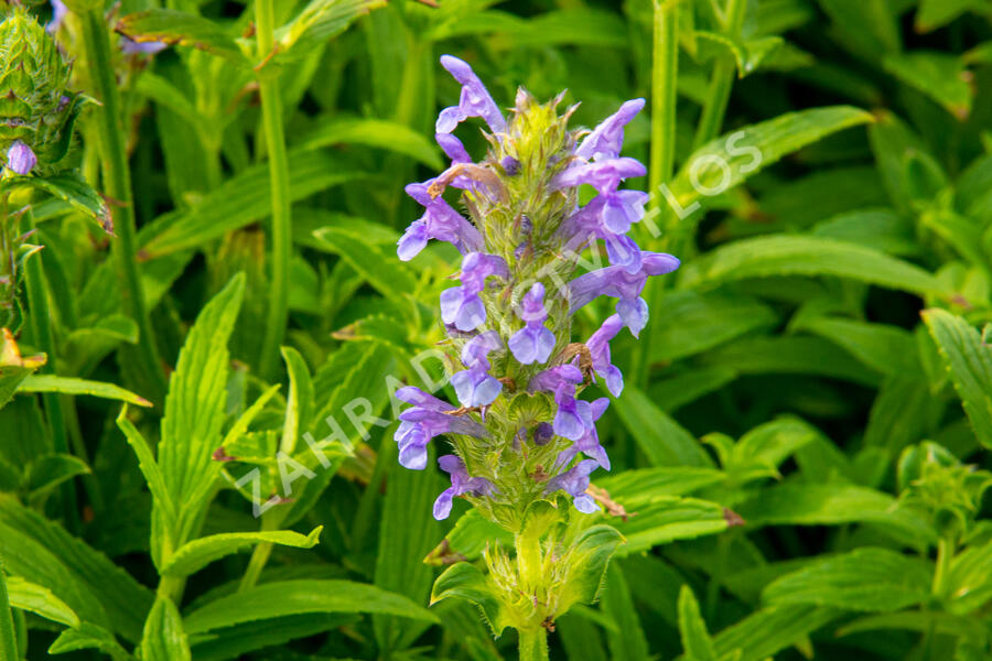 Šanta žilnatá - Nepeta nervosa