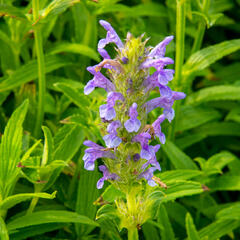 Šanta - Nepeta nervosa