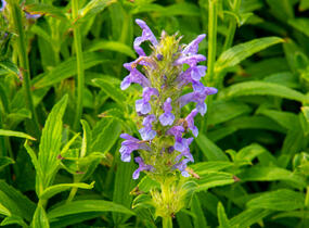 Šanta žilnatá - Nepeta nervosa