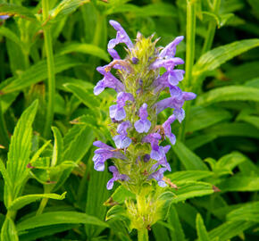 Šanta - Nepeta nervosa