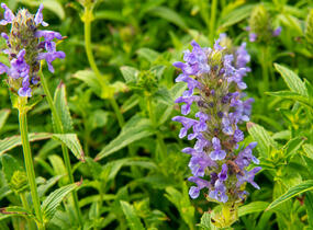 Šanta žilnatá - Nepeta nervosa