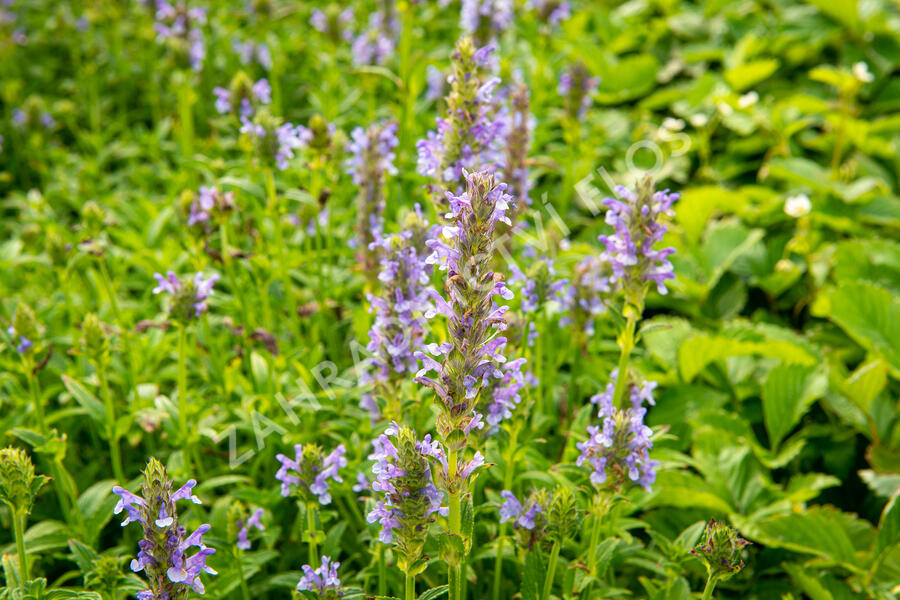 Šanta žilnatá - Nepeta nervosa