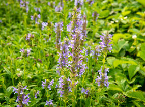 Šanta žilnatá - Nepeta nervosa