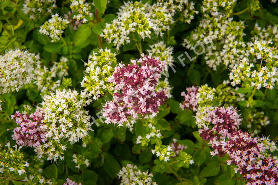 Oregano (Dobromysl) obecné 'Zorba White' - Origanum vulgare 'Zorba White'