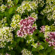 Oregano (Dobromysl) obecné 'Zorba White' - Origanum vulgare 'Zorba White'