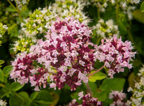 Oregano obecné, dobromysl 'Zorba White' - Origanum vulgare 'Zorba White'