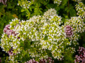 Oregano obecné, dobromysl 'Zorba White' - Origanum vulgare 'Zorba White'