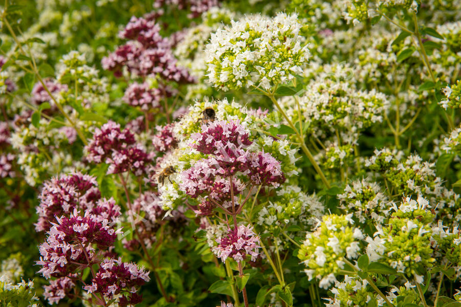 Oregano (Dobromysl) obecné 'Zorba White' - Origanum vulgare 'Zorba White'