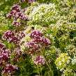 Oregano (Dobromysl) obecné 'Zorba White' - Origanum vulgare 'Zorba White'