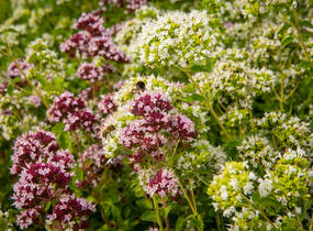 Oregano obecné, dobromysl 'Zorba White' - Origanum vulgare 'Zorba White'