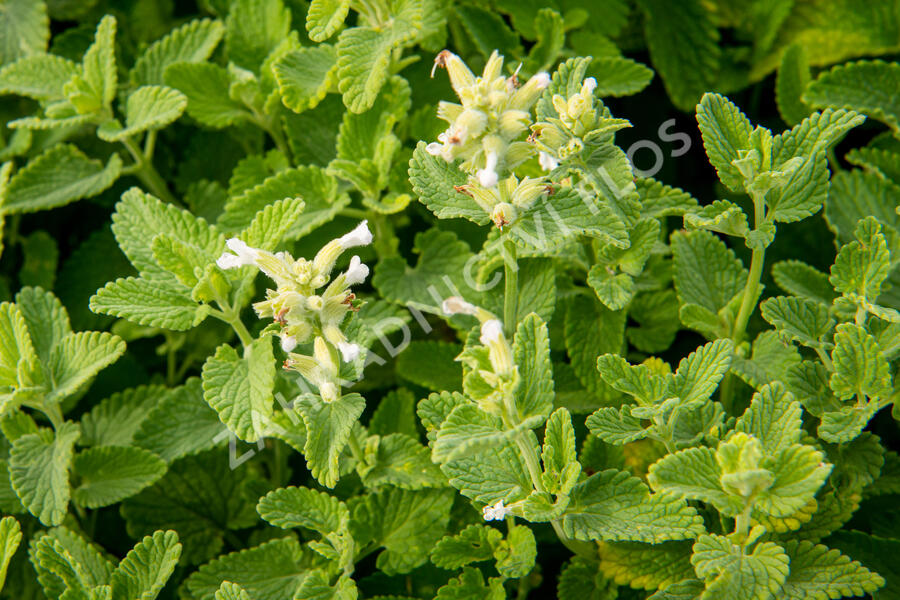 Šanta hroznovitá 'Alba' - Nepeta racemosa 'Alba'