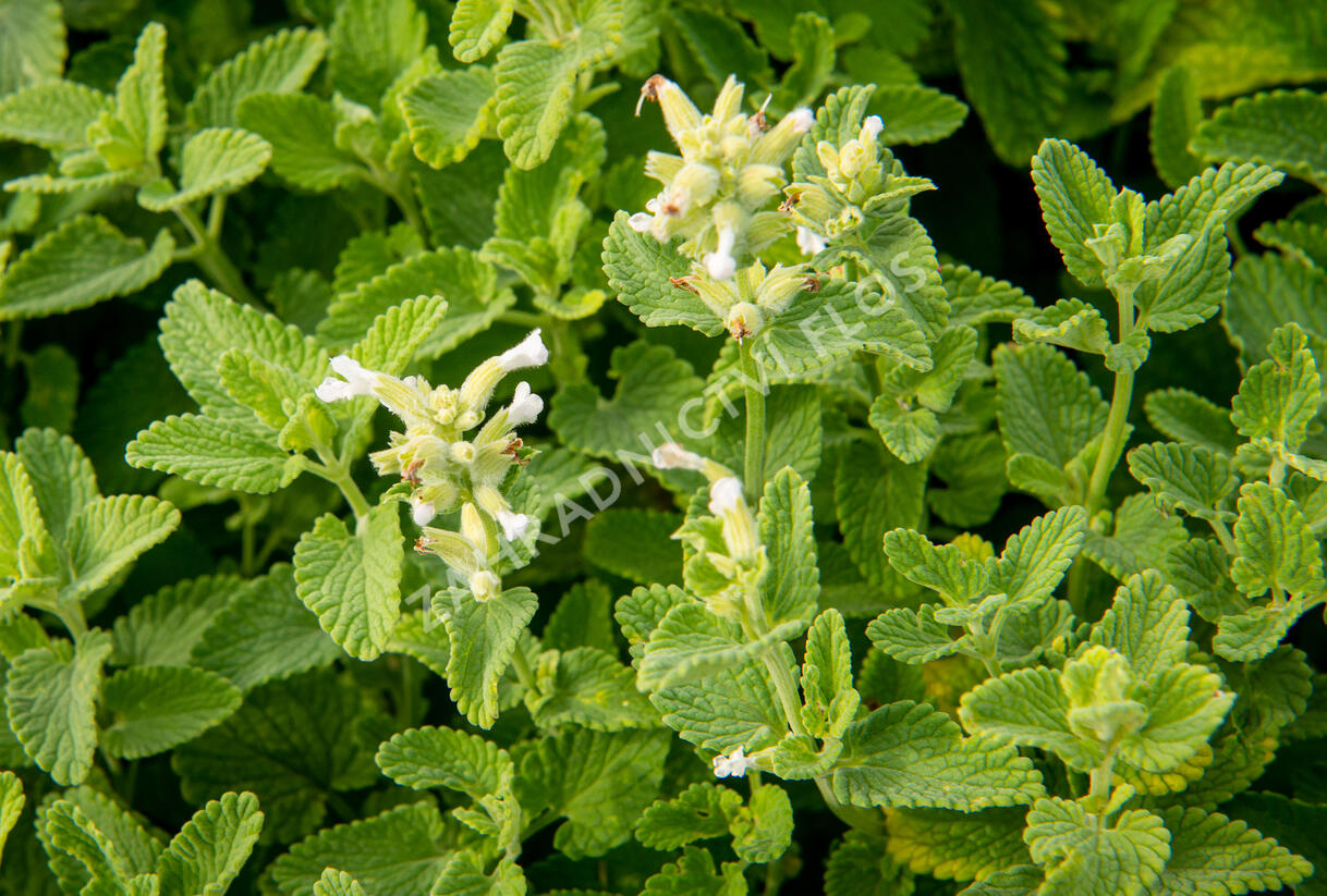 Šanta hroznovitá 'Alba' - Nepeta racemosa 'Alba'