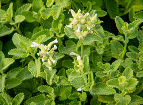 Šanta hroznovitá 'Alba' - Nepeta racemosa 'Alba'