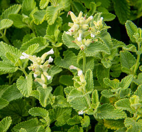 Šanta hroznovitá 'Alba' - Nepeta racemosa 'Alba'