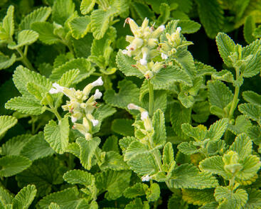 Šanta hroznovitá 'Alba'