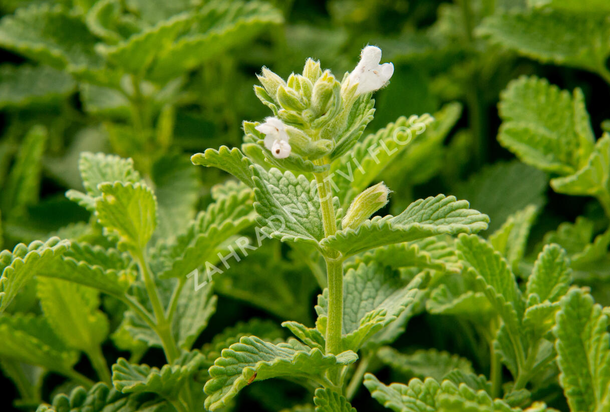 Šanta hroznovitá 'Alba' - Nepeta racemosa 'Alba'