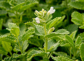 Šanta hroznovitá 'Alba' - Nepeta racemosa 'Alba'