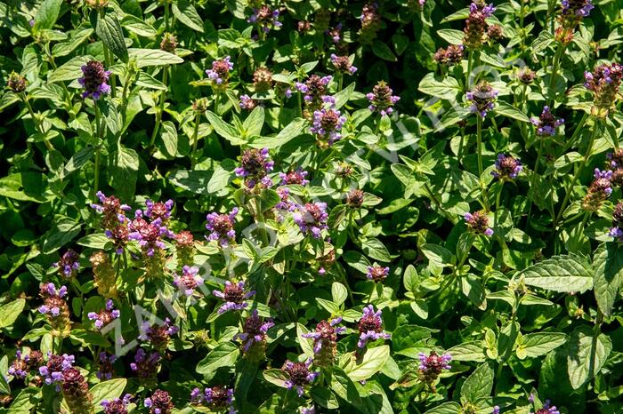 Černohlávek obecný - Prunella vulgaris