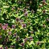 ernohlvek obecn - Prunella vulgaris