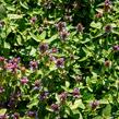Černohlávek obecný - Prunella vulgaris