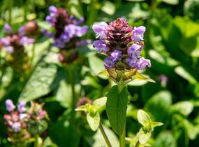Černohlávek obecný - Prunella vulgaris