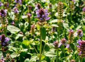 Černohlávek obecný - Prunella vulgaris
