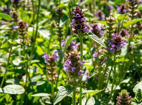 Černohlávek obecný - Prunella vulgaris