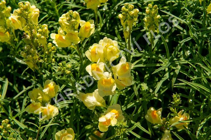 Lnice obecná - Linaria vulgaris